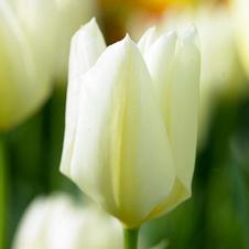 Tulip fosteriana 'White Emperor'