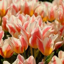 Tulip small bunch flowering 'Quebec'