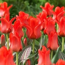 Tulip greigii 'Red Riding Hood'