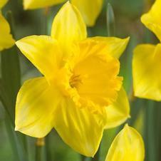 Daffodil large cupped 'Carlton'