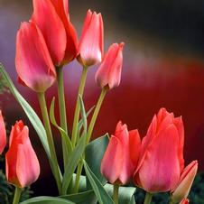 Tulip small bunch flowering 'Toronto'