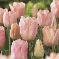 Tulip single early 'Apricot Beauty'