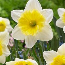 Daffodil large cupped 'Ice Follies'