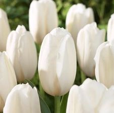 Tulip single early 'Diana'