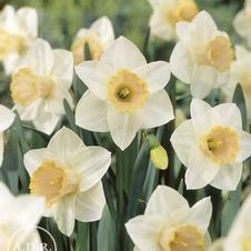 Daffodil large cupped 'Salome'