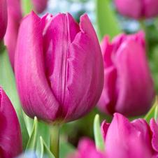 Tulip prince series 'Purple Prince'