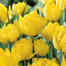 Tulip double early 'Monte Carlo'