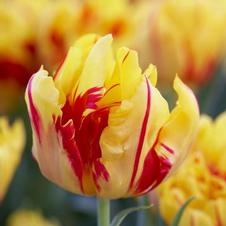 Tulip double early 'Monsella'