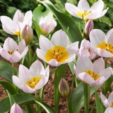 Tulip species 'Bakeri' (Lilac Wonder)