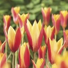 Tulip species 'Chrysantha'