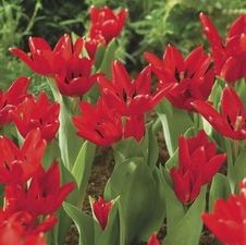Tulip small bunch flowering 'Praestans Fusilier'