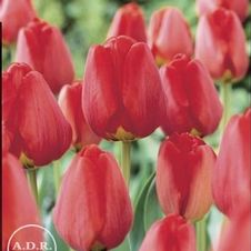 Tulip darwin hybrid 'Apeldoorn'