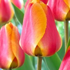 Tulip darwin hybrid 'Apeldoorn's Elite'