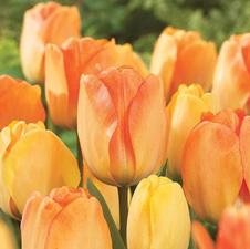 Tulip darwin hybrid 'Daydream'