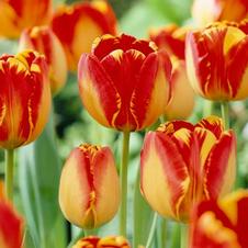 Tulip darwin hybrid 'Banja Luka'