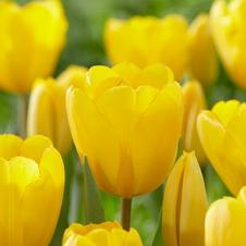 Tulip darwin hybrid 'Golden Oxford'
