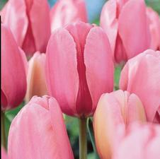 Tulip darwin hybrid 'Pink Impression'