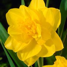 Daffodil double 'Golden Ducat'