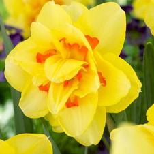 Daffodil double 'Tahiti'