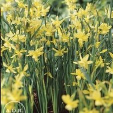 Daffodil miniature 'Hawera'