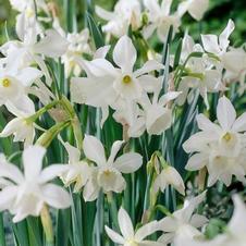 Daffodil miniature 'Thalia'