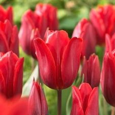 Tulip single early 'Couleur Cardinal'