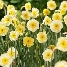 Daffodil miniature 'Sun Disc'