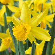 Daffodil miniature 'February Gold'