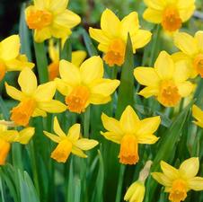Daffodil miniature 'Jetfire'