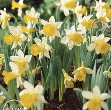 Daffodil miniature 'Jack Snipe'