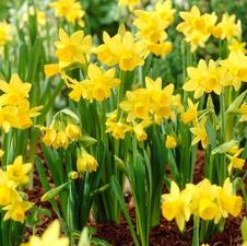 Daffodil miniature 'Tete-a-Tete'