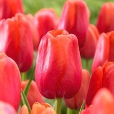 Tulip single late 'Avignon'