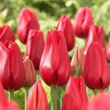 Tulip single late 'Kingsblood'