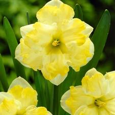 Daffodil butterfly 'Cassata'