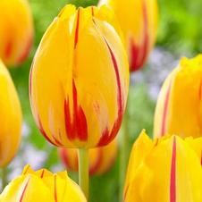 Tulip single late 'La Courtine'