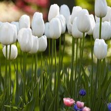 Tulip single late 'Maureen'