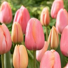 Tulip single late 'Menton'