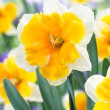 Daffodil butterfly 'Orangery'