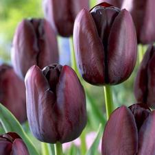 Tulip single late 'Queen of Night'