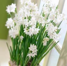 Paperwhite tazetta 'Paperwhite Ziva'