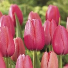 Tulip single late 'Renown'