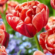 Tulip double late 'Angelique'