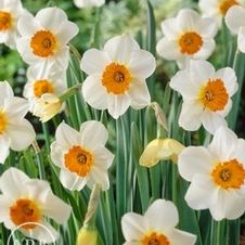 Daffodil small-cupped 'Barrett Browning'