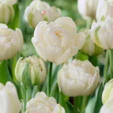 Tulip double late 'Mount Tacoma'