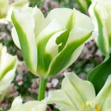 Tulip viridiflora 'Spring Green'