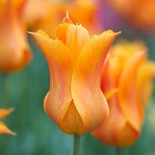 Tulip lily flowering 'Ballerina'