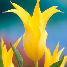 Tulip lily flowering 'West Point'