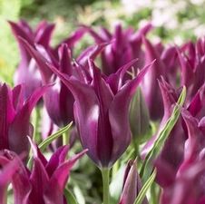 Tulip lily flowering 'Burgundy'