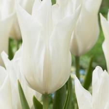 Tulip lily flowering 'White Triumphator'