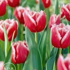 Tulip fringed 'Canasta'
